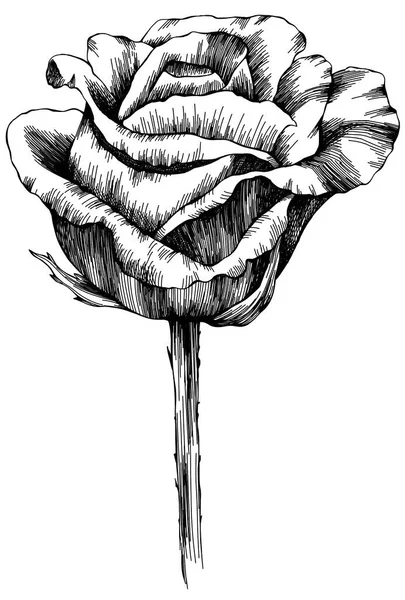 Rose Flower Hand Drawn Vector Sketch White Background — Stockvektor