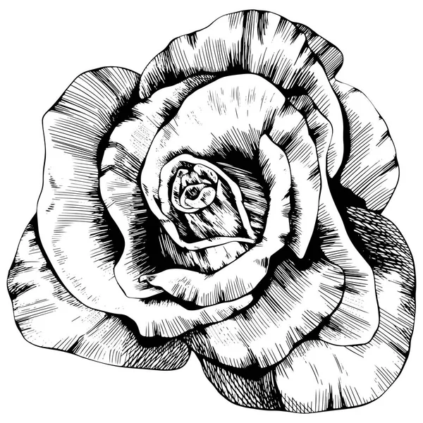 Rose Flower Hand Drawn Vector Sketch White Background — Vetor de Stock