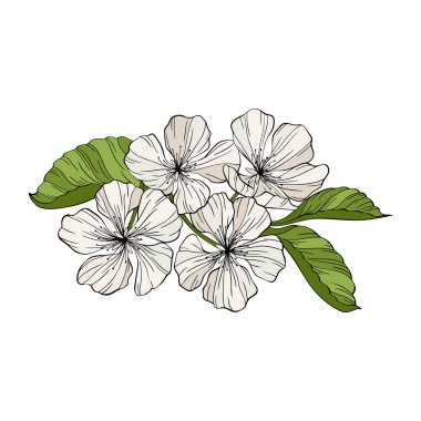 Armut çiçekleri ve yapraklar beyaz üzerine izole edilmiş. El çizimi vektör çizimi. Eps 10