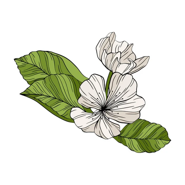 Flores Pera Hojas Aisladas Blanco Ilustración Vectores Línea Dibujada Mano — Archivo Imágenes Vectoriales