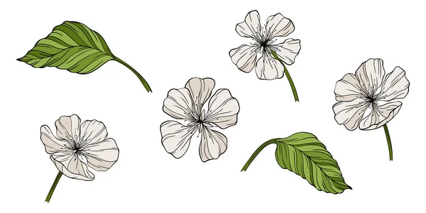 Flores Pêra Folhas Isoladas Branco Ilustração Vetorial Linha Desenhada Mão — Vetor de Stock