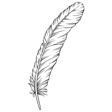 Vektör tüyü. El çizimi. Klasik resim çizimi