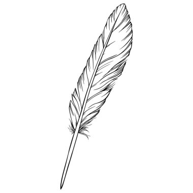 Vektör tüyü. El çizimi. Klasik resim çizimi