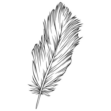 Vektör tüyü. El çizimi. Klasik resim çizimi