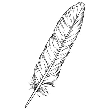 Vektör tüyü. El çizimi. Klasik resim çizimi