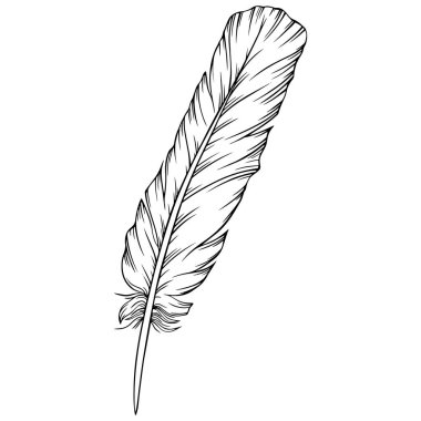 Vektör tüyü. El çizimi. Klasik resim çizimi