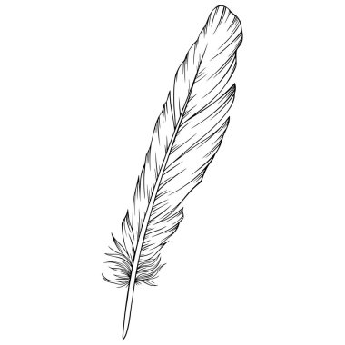 Vektör tüyü. El çizimi. Klasik resim çizimi