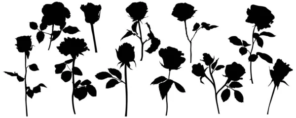 Силуэты Векторных Роз Элементы Оформления Листьев Цветов Белом Фоне — стоковый вектор
