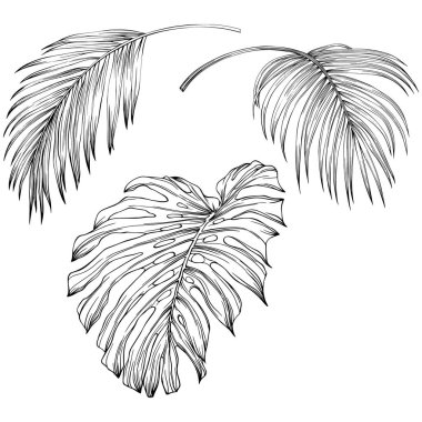 Tropical leaves. Hand drawn vector illustration isolated on white. Eps 10