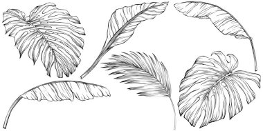 Tropical leaves. Hand drawn vector illustration isolated on white. Eps 10
