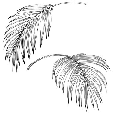 Tropical leaves. Hand drawn vector illustration isolated on white. Eps 10
