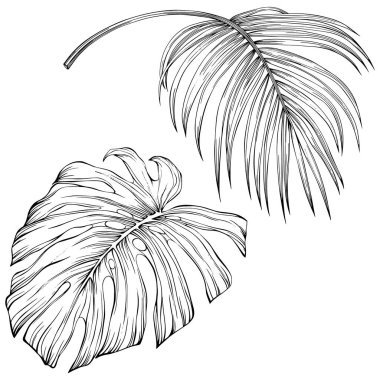 Tropical leaves. Hand drawn vector illustration isolated on white. Eps 10