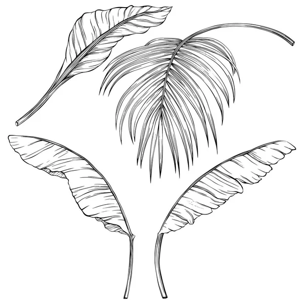 Tropical Leaves Hand Drawn Vector Illustration Isolated White Eps — Stock vektor
