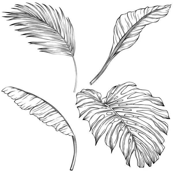 Tropical Leaves Hand Drawn Vector Illustration Isolated White Eps — Vetor de Stock