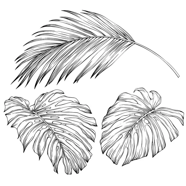 Tropical Leaves Hand Drawn Vector Illustration Isolated White Eps — Archivo Imágenes Vectoriales