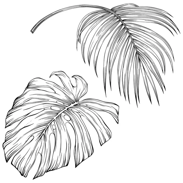 Tropical Leaves Hand Drawn Vector Illustration Isolated White Eps — Stok Vektör