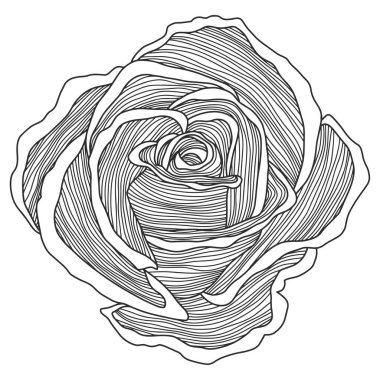 Gül çiçeği ana hat vektörü. El çizimi.