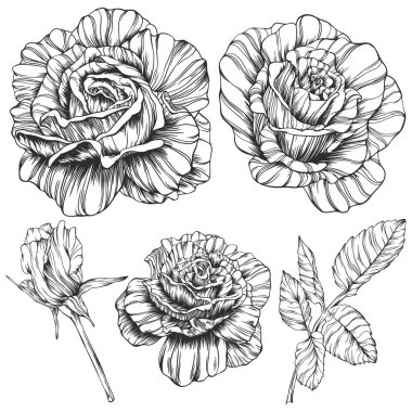 Gül çiçeği ana hat vektörü. El çizimi vektör kümesi
