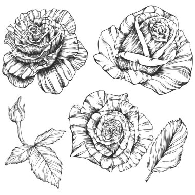 Gül çiçeği ana hat vektörü. El çizimi vektör kümesi