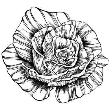 Rose flower hand drawn. Vector sketch on white background.