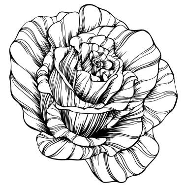 Rose flower hand drawn. Vector sketch on white background.