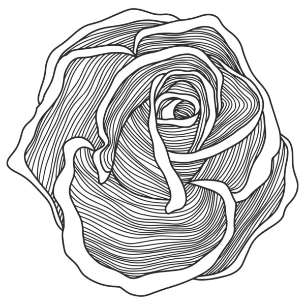 Rosenblüten Umrissvektor Handgezeichnet — Stockvektor