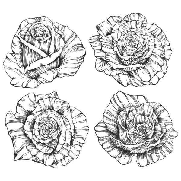 Vecteur Contour Des Fleurs Roses Ensemble Vectoriel Dessiné Main — Image vectorielle