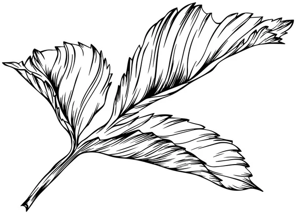 Rose Leaf Isolated White Hand Drawn Line Vector Illustration Eps — Stockvektor