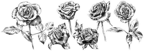 Σύνολο Διανυσμάτων Περιγράμματος Τριαντάφυλλων Χειροποίητα Λουλούδια — Διανυσματικό Αρχείο
