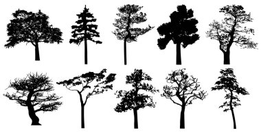 Vector silhouette of trees. Isolated eps 10.