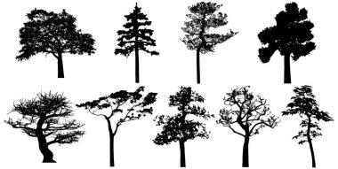  Vector silhouette of trees. Isolated eps 10.