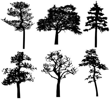  Vector silhouette of trees. Isolated eps 10.