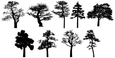  Vector silhouette of trees. Isolated eps 10.