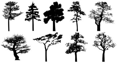  Vector silhouette of trees. Isolated eps 10.