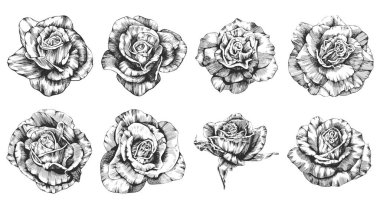 Gül çiçeği ana hat vektörü. El çizimi.