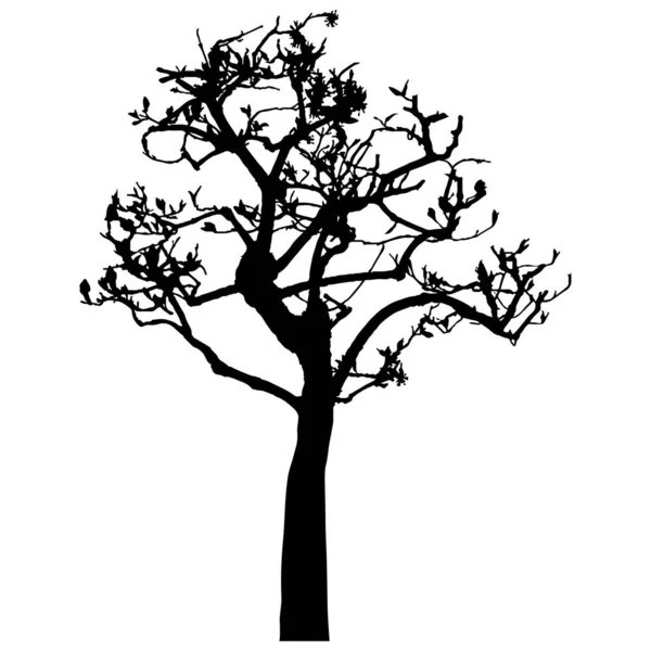 Διανυσματική Σιλουέτα Δέντρου Μεμονωμένα Eps — Διανυσματικό Αρχείο