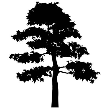   Vector silhouette of tree. Isolated eps 10.