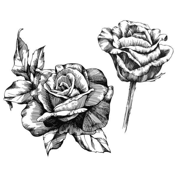 Διάνυσμα Περίγραμμα Τριαντάφυλλου Χειροποίητο — Διανυσματικό Αρχείο