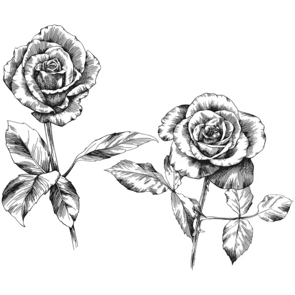 Rose Flower Outline Vector Hand Drawn — Stock Vector