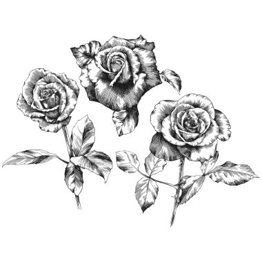 Roses outline vector set. Flowers hand drawn.