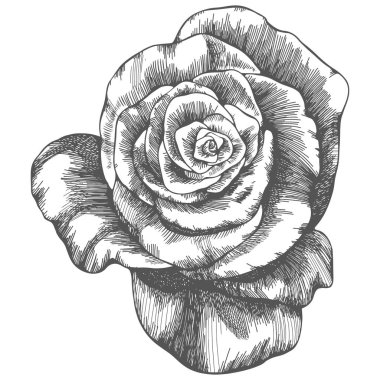 Rose flower hand drawn. Vector sketch on white background.