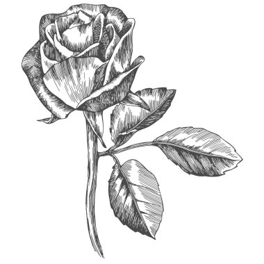 Rose flower hand drawn. Vector sketch on white background.