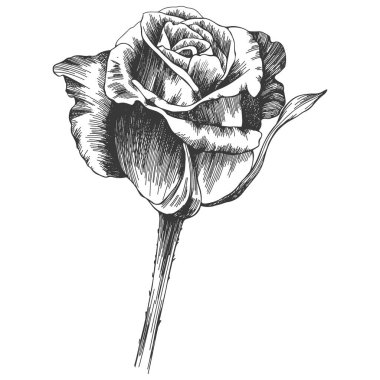 Rose flower hand drawn. Vector sketch on white background.