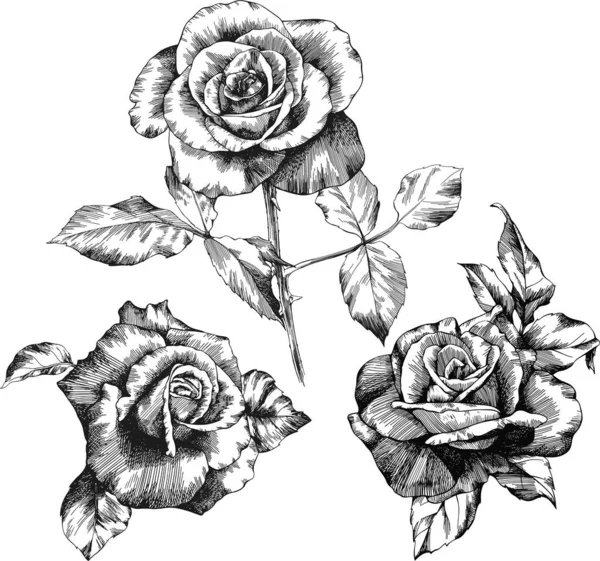Roses Outline Vector Set Flowers Hand Drawn — Vetor de Stock