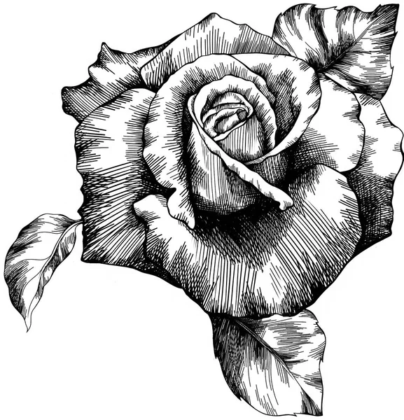 Rose Flower Hand Drawn Vector Sketch White Background — 스톡 벡터