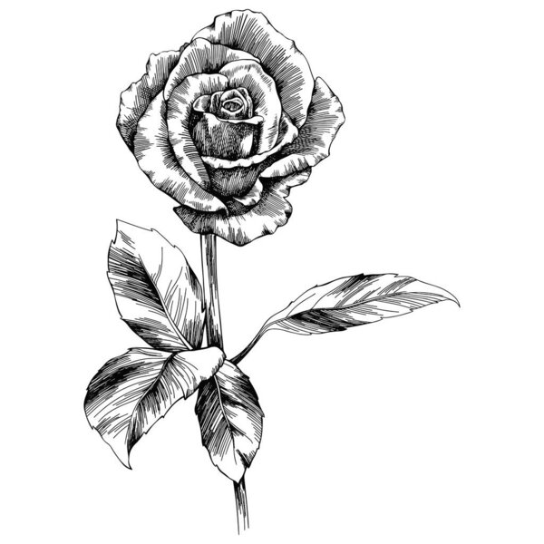 Rose flower hand drawn. Vector sketch on white background.
