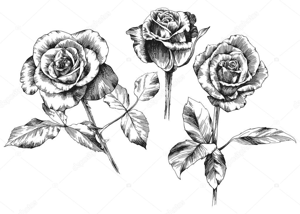 Roses outline vector set. Flowers hand drawn.