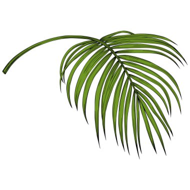 Yaprak beyazda yalıtılmış. Tropikal yaprak. El çizimi vektör illüstrasyonu.