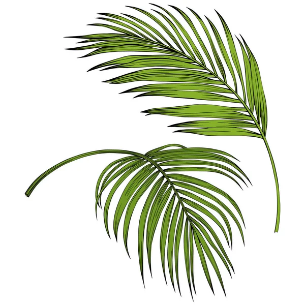 Yaprak beyazda yalıtılmış. Tropikal yaprak. El çizimi vektör illüstrasyonu.