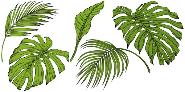 Hoja Aislada Blanco Hoja Tropical Ilustración Vectorial Dibujada Mano — Archivo Imágenes Vectoriales